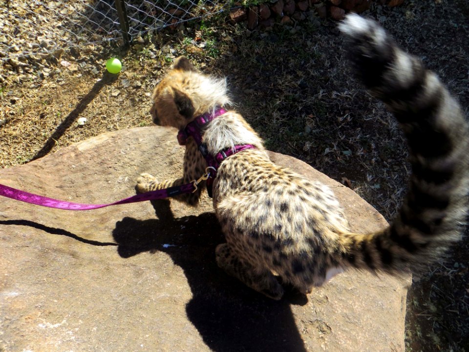 Cheeta On Brown Stone Fragment