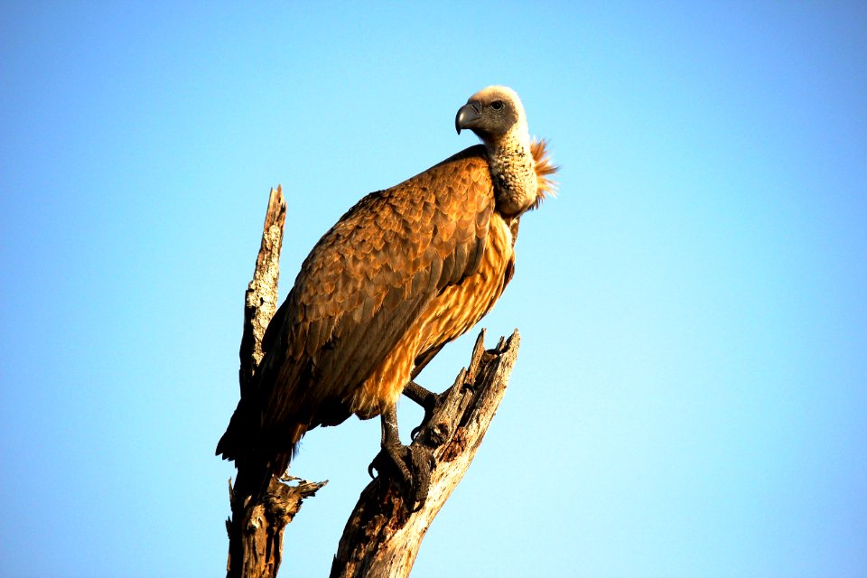 Close-Up Photography Of Brown Vulture photo