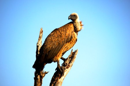 Close-Up Photography Of Brown Vulture photo