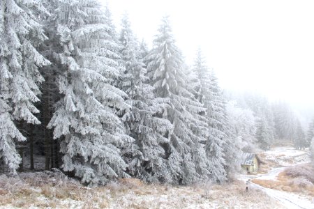 Pine Trees Covered In Snow