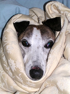 Wrapped sad doggy photo
