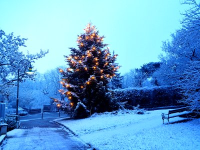 Pine Tree With Snow And Lights photo