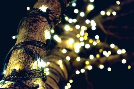 Yellow String Lights On Brown Tree photo