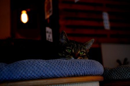 Brown Tabby Cat On Blue Fabric Padded Chair photo