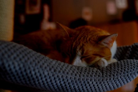 Orange Tabby Cat Sleeping On Gray Textile photo