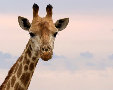 Close-Up Photography Of Giraffe photo
