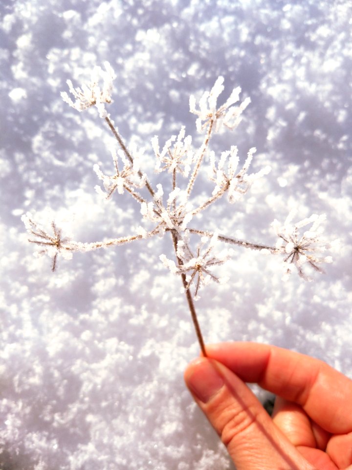 Person Holding Flower Covered With Snow