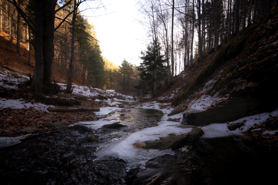 Ice On Forest Path