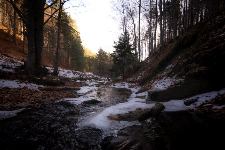 Ice On Forest Path photo