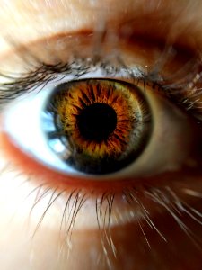 Human Eye Closeup Photo