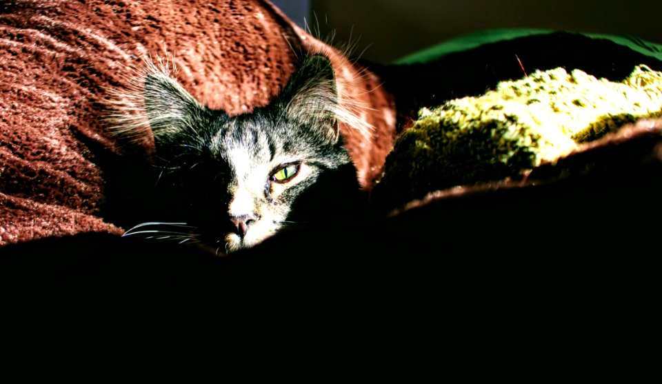 Closeup Photo Of Silver Tabby Cat On Red Textile photo