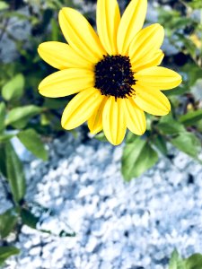 Yellow Daisy Flower photo