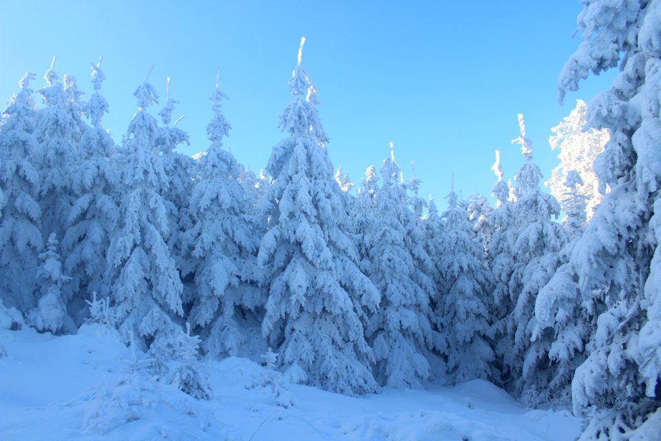 Pine Trees Covered With Snow