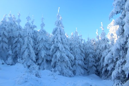 Pine Trees Covered With Snow photo