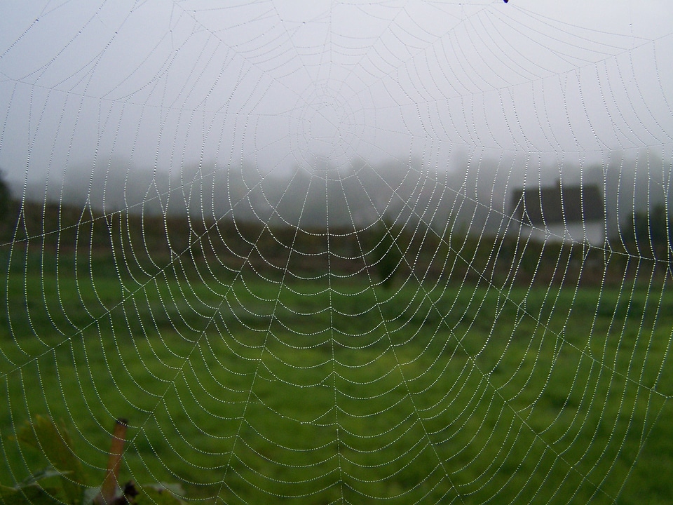 Web autumn fog