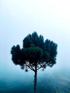 Green Pine Tree At Daytime