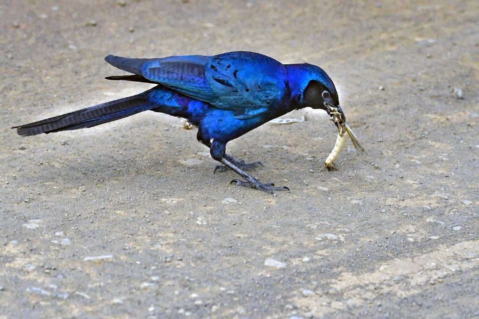 Blue And Black Bird Pecked Gold-colored Pendant photo