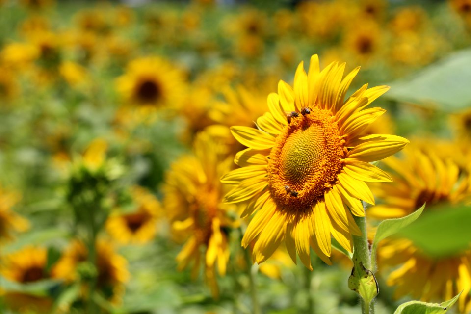 Selective Focus Photography Of Yellow Sunflower