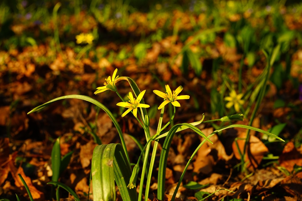 Bloom flower yellow