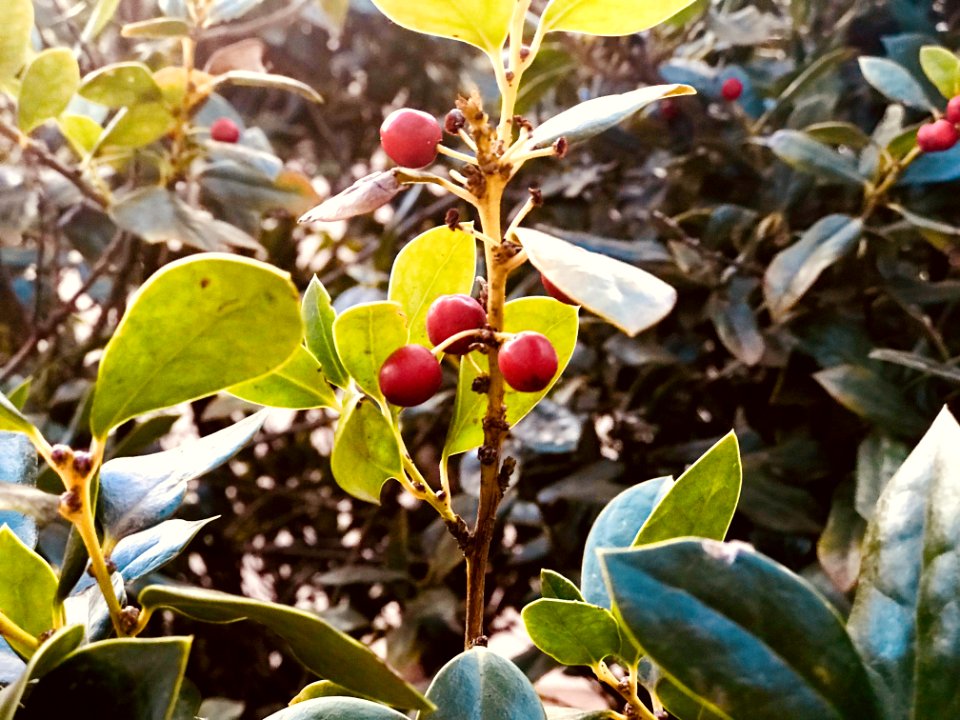 Selective Focus Photo Of Red Mistletoe
