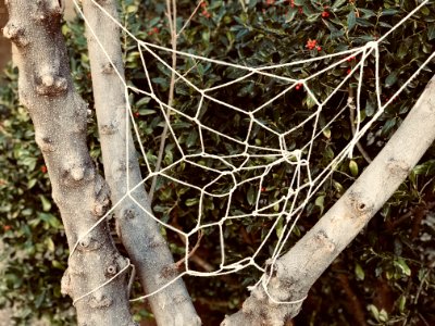 White Knitted Web On Tree