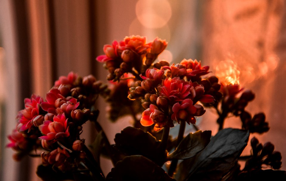 Close-up Photography Of Flowers