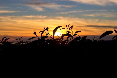 Silhouette Photography Of Plant During Golden Hour photo