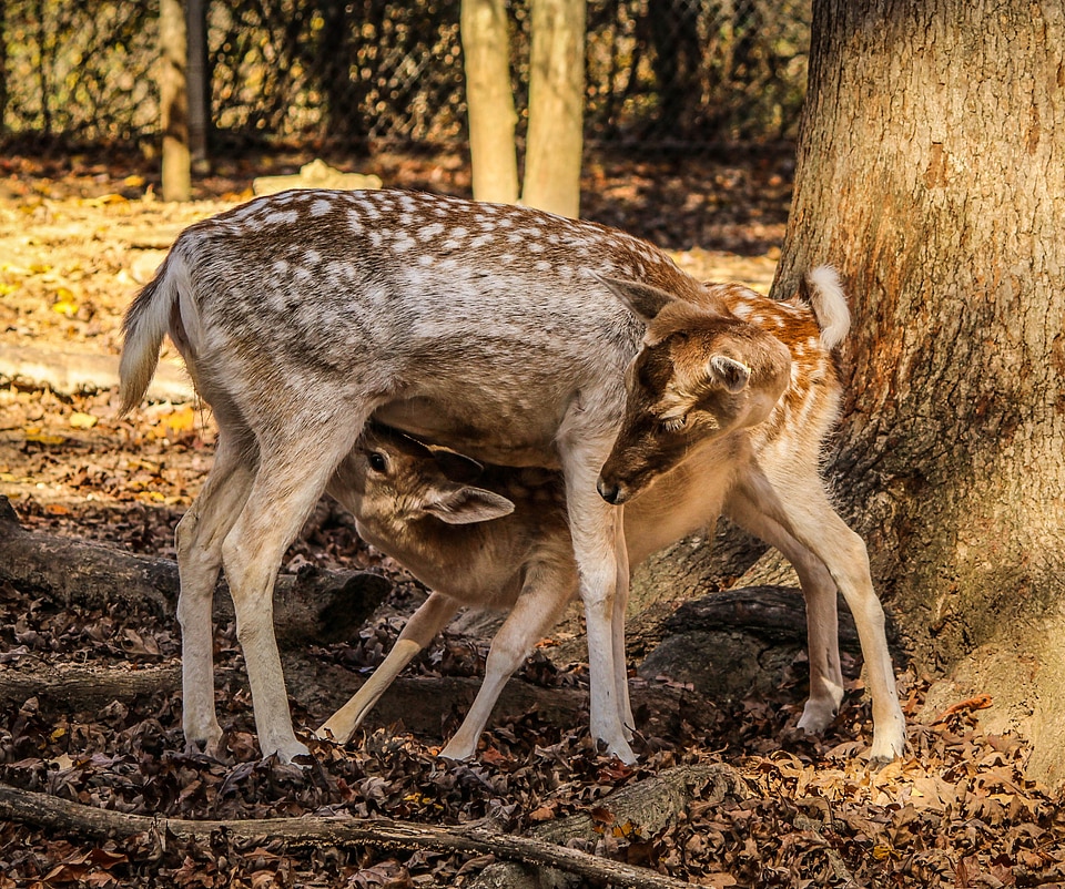 Fallow deer cervidae ruminant