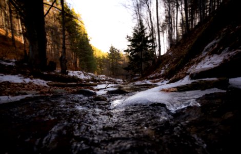 Streams In Between Forest Trees