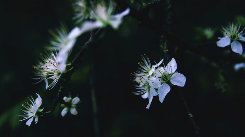 Close-Up Photography Of Flowers photo