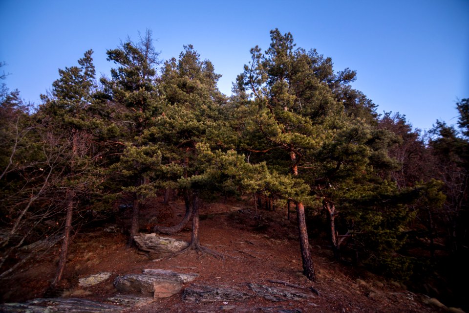 Photography Of Trees Under Clear Blue Sky photo