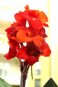 Close-Up Photography Of Red Flowers photo