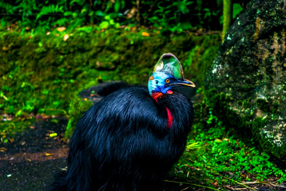 Black Feathered Bird Beside Mossy Stone