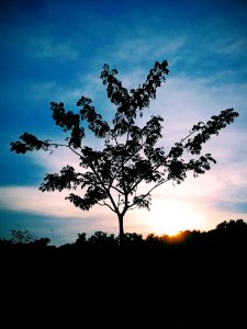 Silhouette Photo Of Tree photo