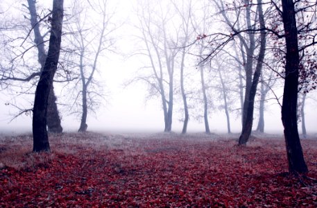Black Trees