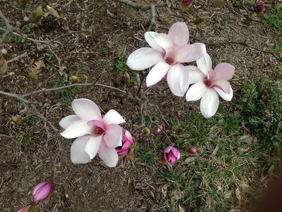 Natural blossom bloom