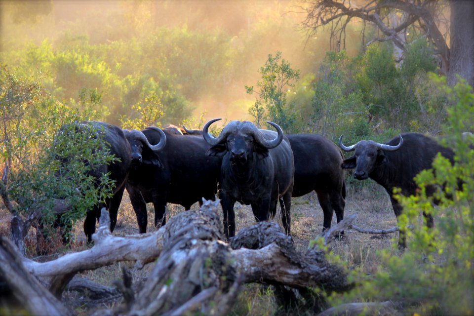 Herd Of Black Water Buffaloes