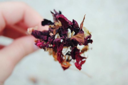 Person Holding Dried Red Brown And White Flower