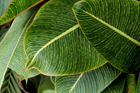Close-Up Photography Of Green Leaves photo