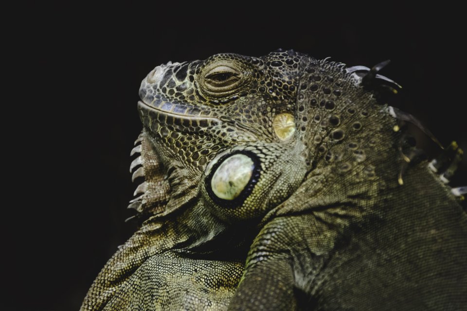 Brown Bearded Dragon