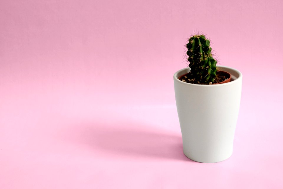 Cactus Plant In White Pot
