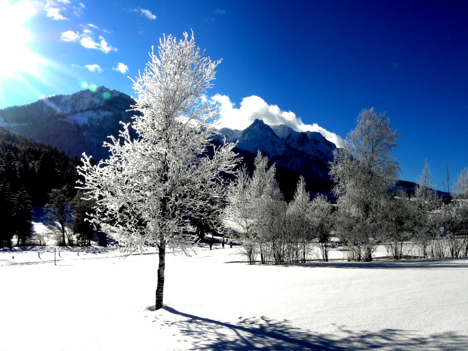 White Tree And Mountain View