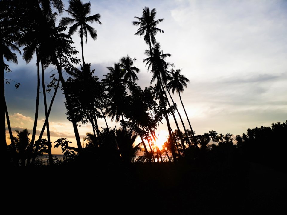 Silhouettes Of Palm Trees During Sunset