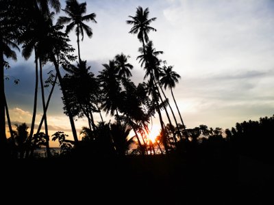 Silhouettes Of Palm Trees During Sunset photo