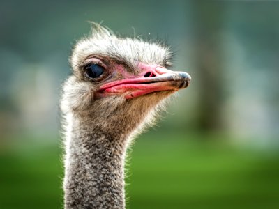 Close-up Photo Of Ostrich photo