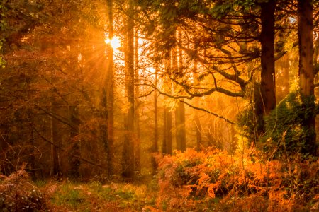 Yellow Sunset Rays Passing Through The Trees photo