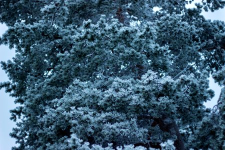 Green Leaf Tree Covered In Snow photo