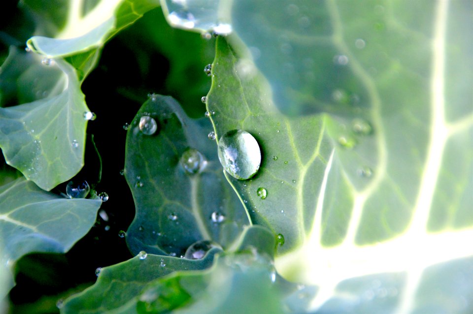 Macro Photography Of Water Drops On Leaves