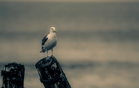 Close-Up Photography Of Seagull photo