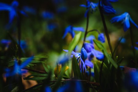 Selective Focus Photography Of Blue Flowers